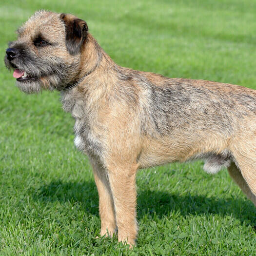 Border Terrier Dog Breed Information | Purina